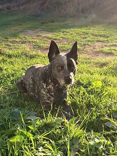 blue heeler laying in grass
