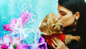 My personal experience with the loss of my dog