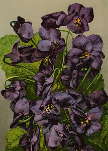 Vintage Violets Front.jpg