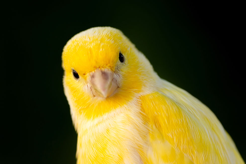 The Canary Stopped Singing. Not Your Problem.
