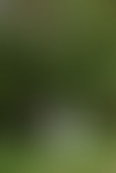 Timber Ridge Wedding in Keystone Colorado