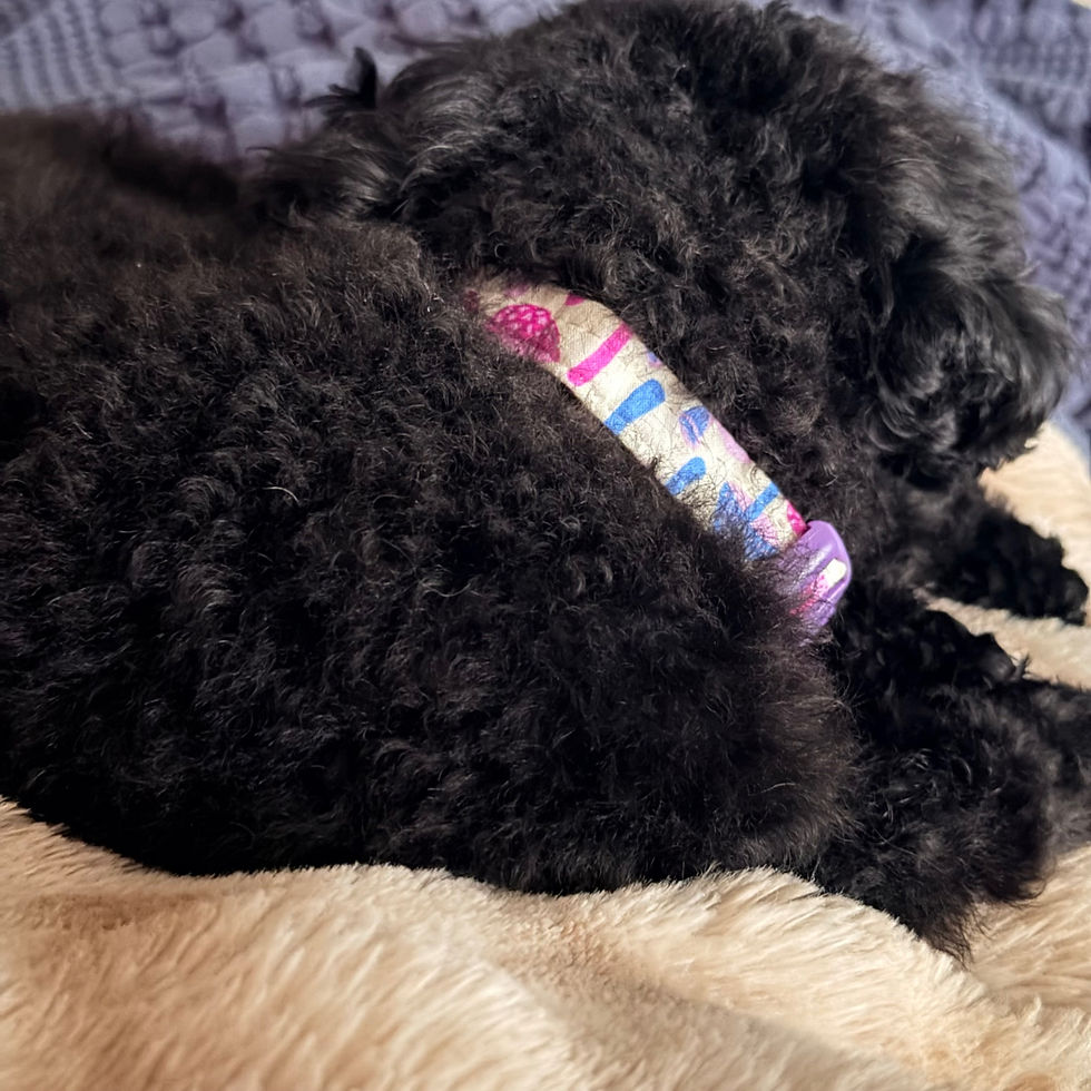 Thumbnail: Small dog wearing a cute pink dog collar by Little Barks Boutique