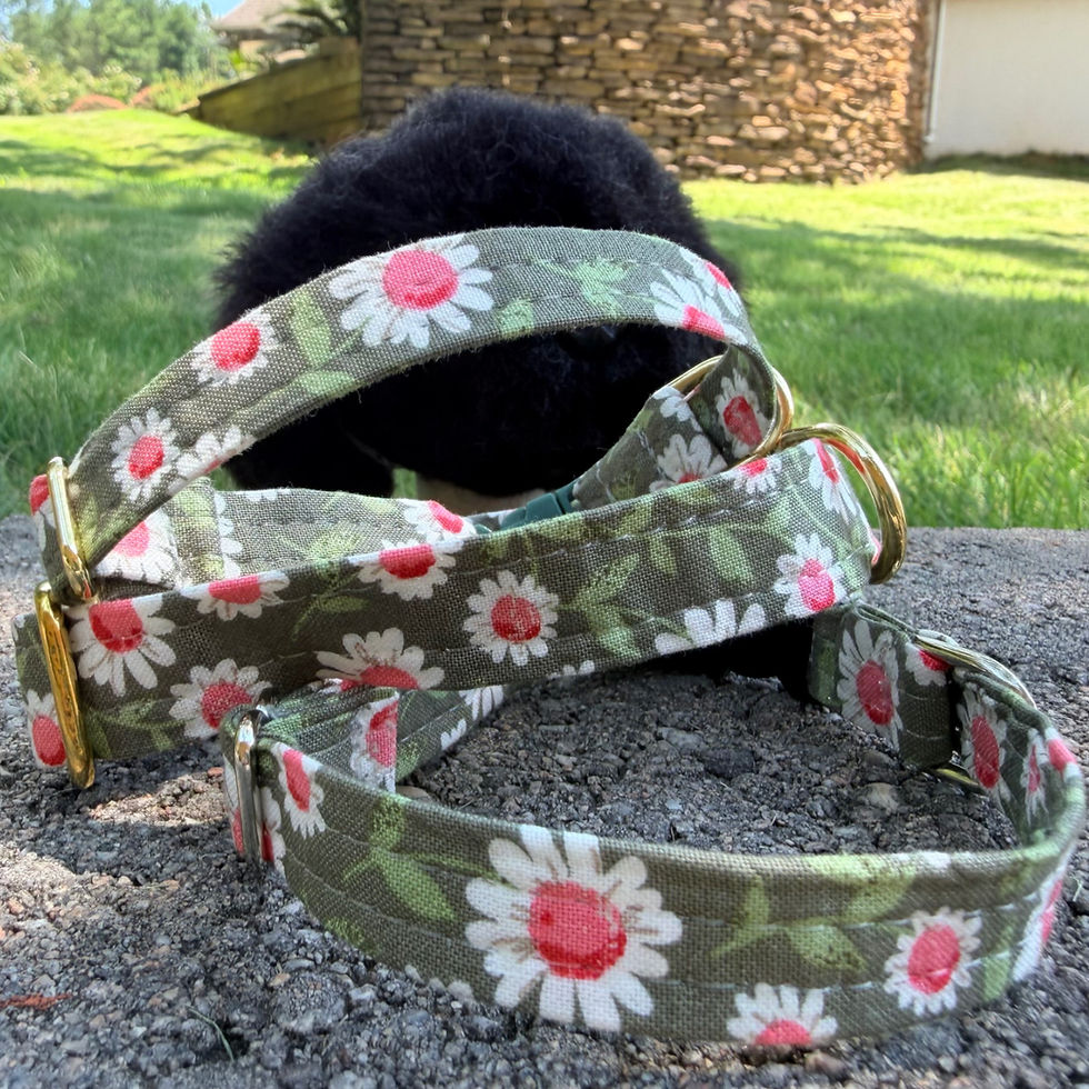 Green Daisy print Cotton Dog Collars - Handmade in South Carolina designed for small dogs