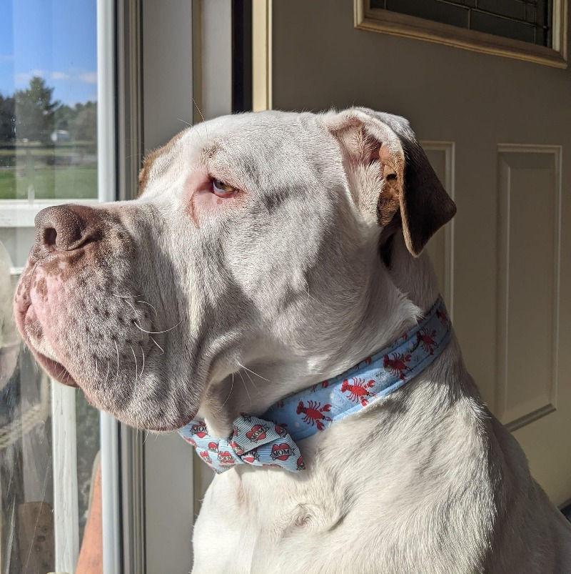 Thumbnail: Blue and green Striped Cotton Collar for dogs with cream background. Little Barks Boutique