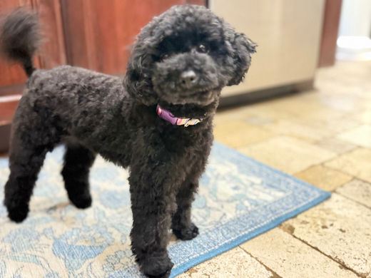 Little Barks Boutique · Environment and Your Dog's Collar