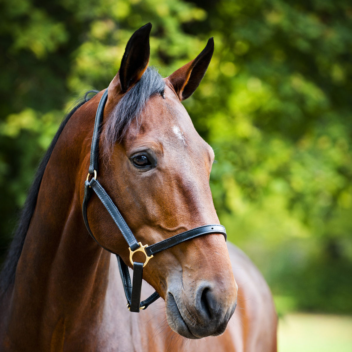 22076- Horze Leather Halter, 20mm, Classic