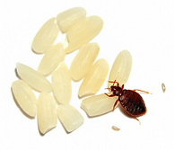oeuf de punaise de lit