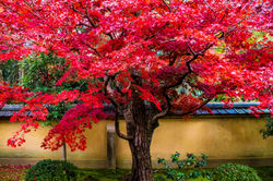 Kōrin-in, Kyoto #1