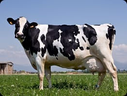 ree