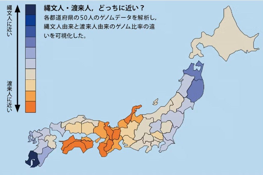 ゲノム上に散らばる"縄文人由来変異"の保有率を手がかりに、本州における縄文人度合いの分布を調べた結果をマップに示したもの。沖縄県については縄文人由来変異保有率が0.0255と本州付近に比べて飛び抜けて高く、上記の地図からは省いてある。また、今回解析したデータにはアイヌの人々が含まれていないため、正確な結果が得られていない北海道も省略した(Modern Japanese ancestry-derived variants reveal the formation process of the current Japanese regional gradations. Watanabe Y. and Ohashi J. in iScience, March 17 2023 を元に作成)東京大学の渡部裕介特任助教と大橋順教授らのチームによる