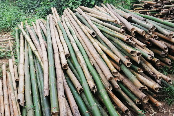 Harnessing Nature's Power: The Journey from Bamboo to Charcoal