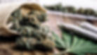 Cannabis