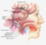 Neural pathways fro the tongue to the brain