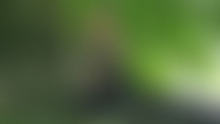 Steve sits thoughtfully by a large, textured tree trunk with sprawling roots, surrounded by lush green foliage in a peaceful setting.