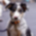 Puppy K - Wednesdays, 6:00pm*