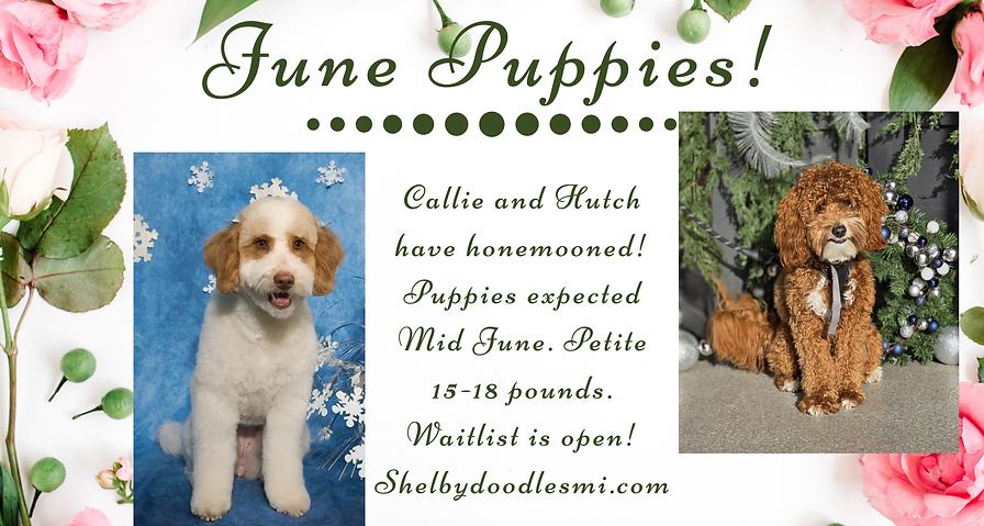 June Puppies!.png