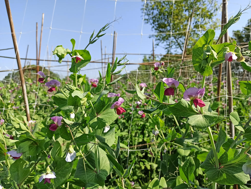 bloemen van de kapucijners