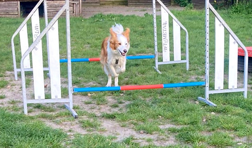 Border Collie beim Agility Training