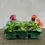 Thumbnail: Pansy 6 Pack 'Rose Surprise'