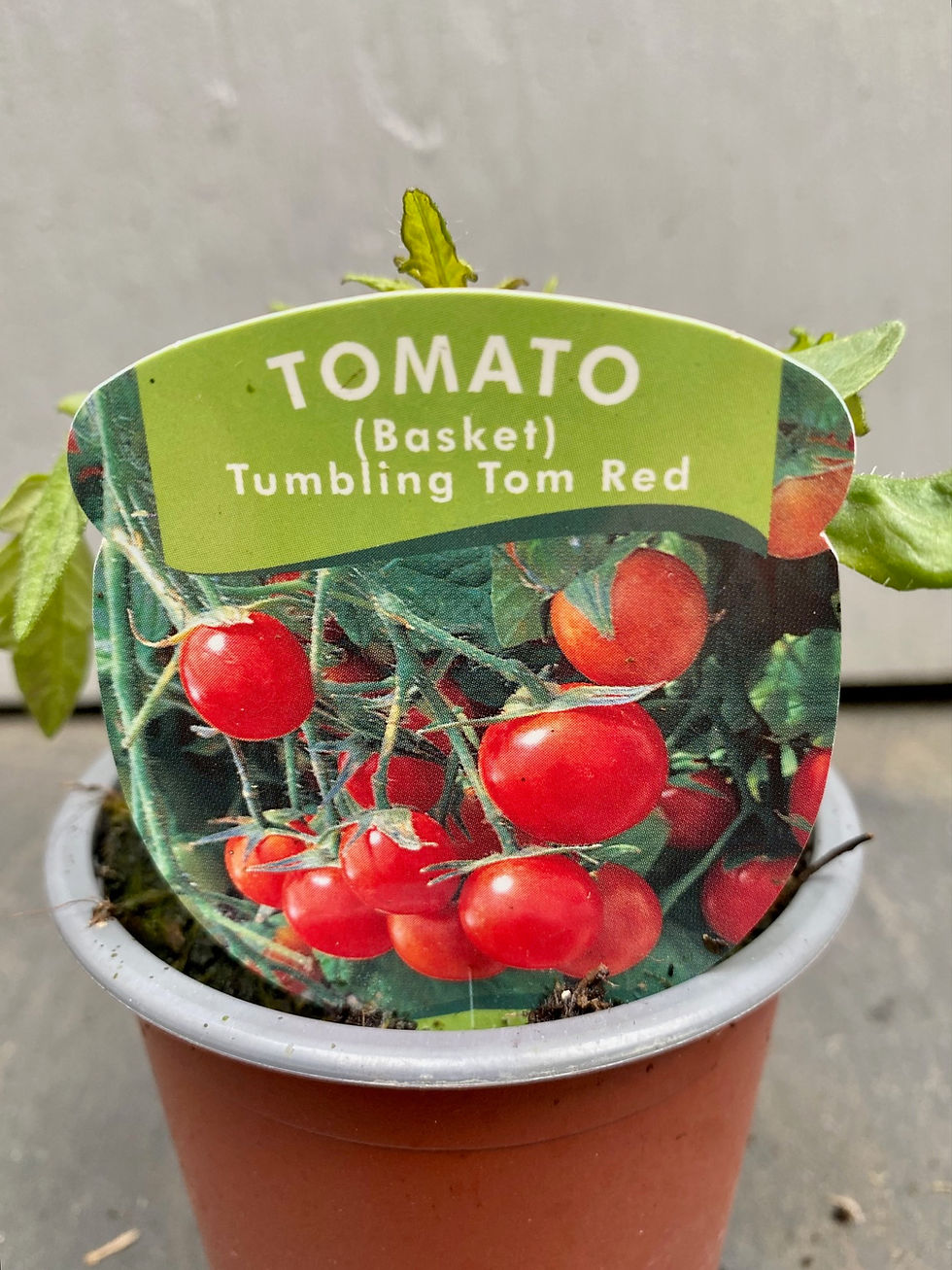 Thumbnail: Tomato 'Tumbling Tom Red'