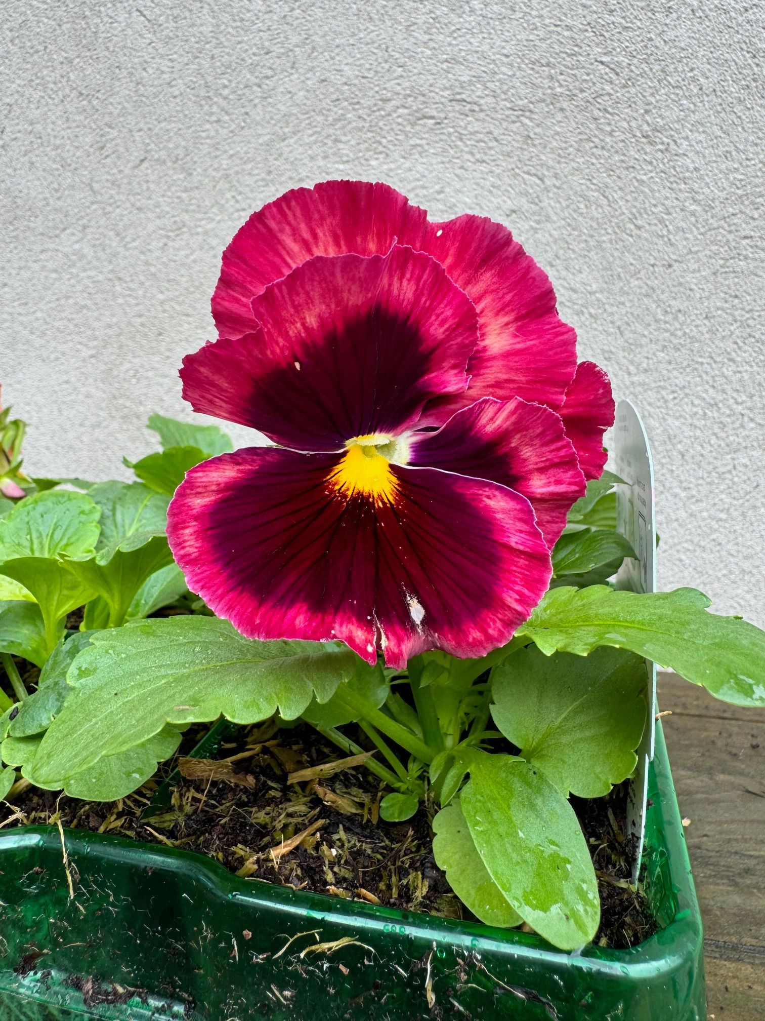 Pansy 6 Pack 'Rose Surprise'