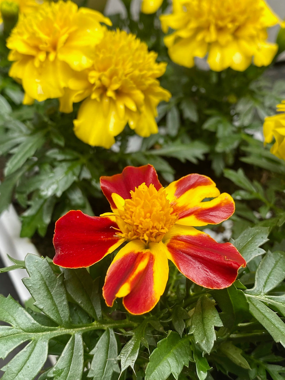 Thumbnail: Marigold French Mix 6 pack