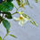 Thumbnail: Yellow Star Jasmine 'Trachelospermum Star of Toscane '