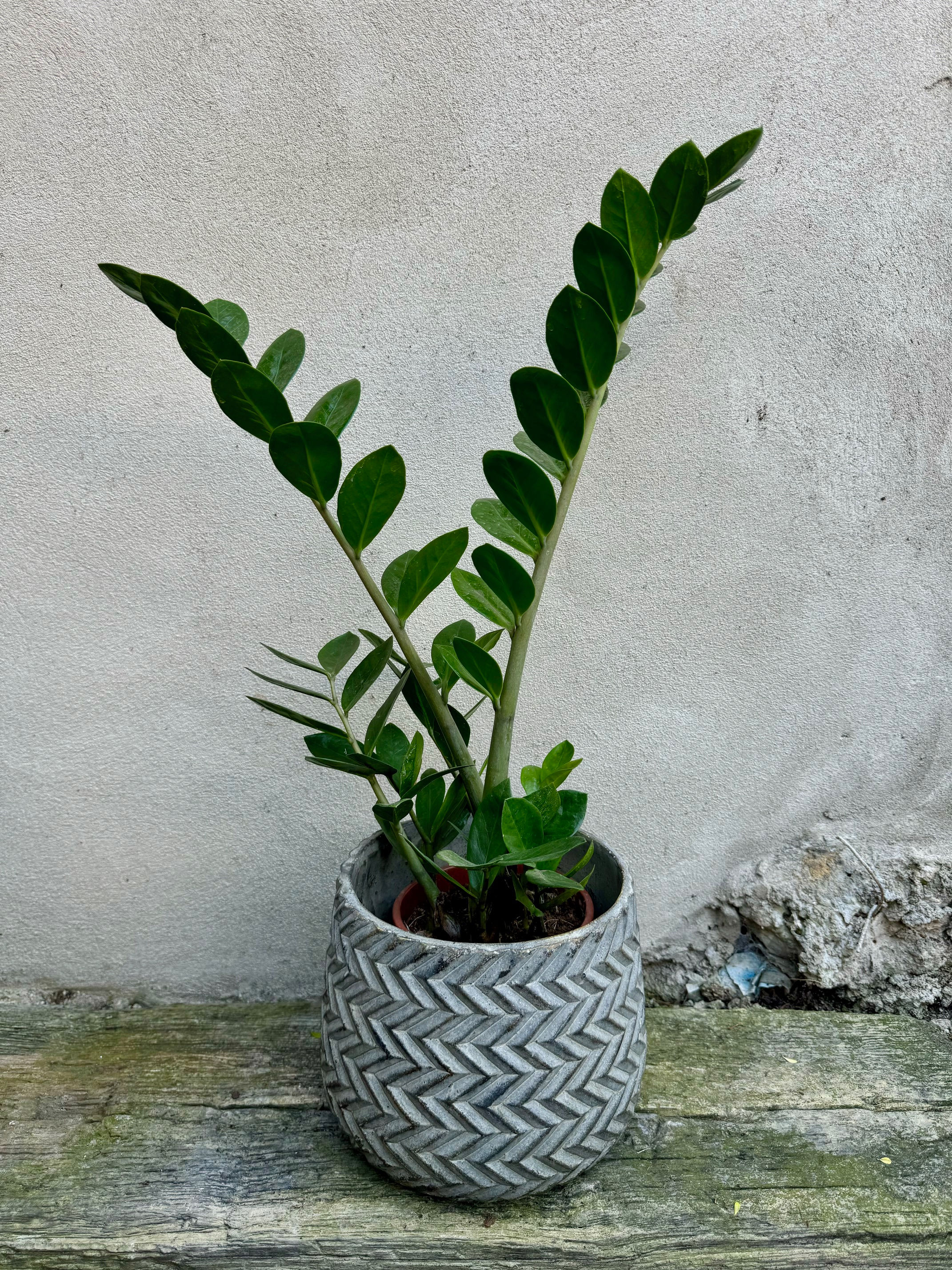 Zamioculcas Zamiifolia (Emerald Palm)
