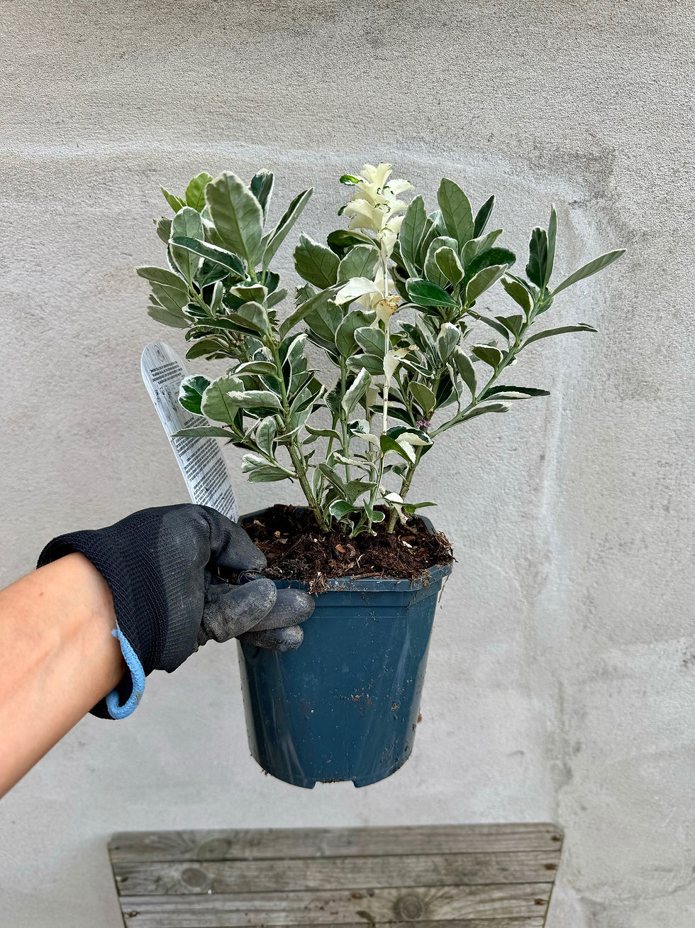 Thumbnail: Euonymus jap. 'Kathy'