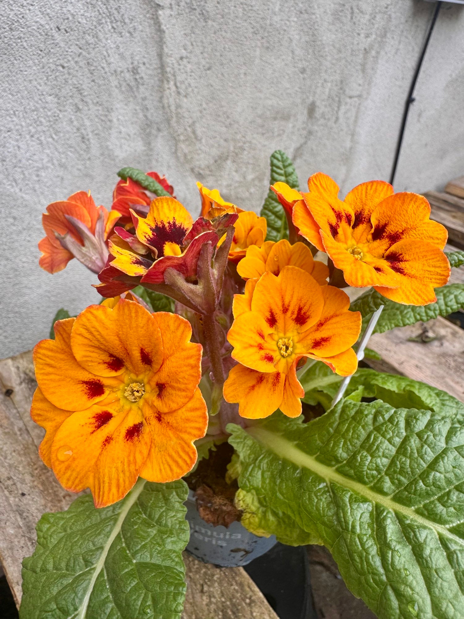 Primula Veris Orange