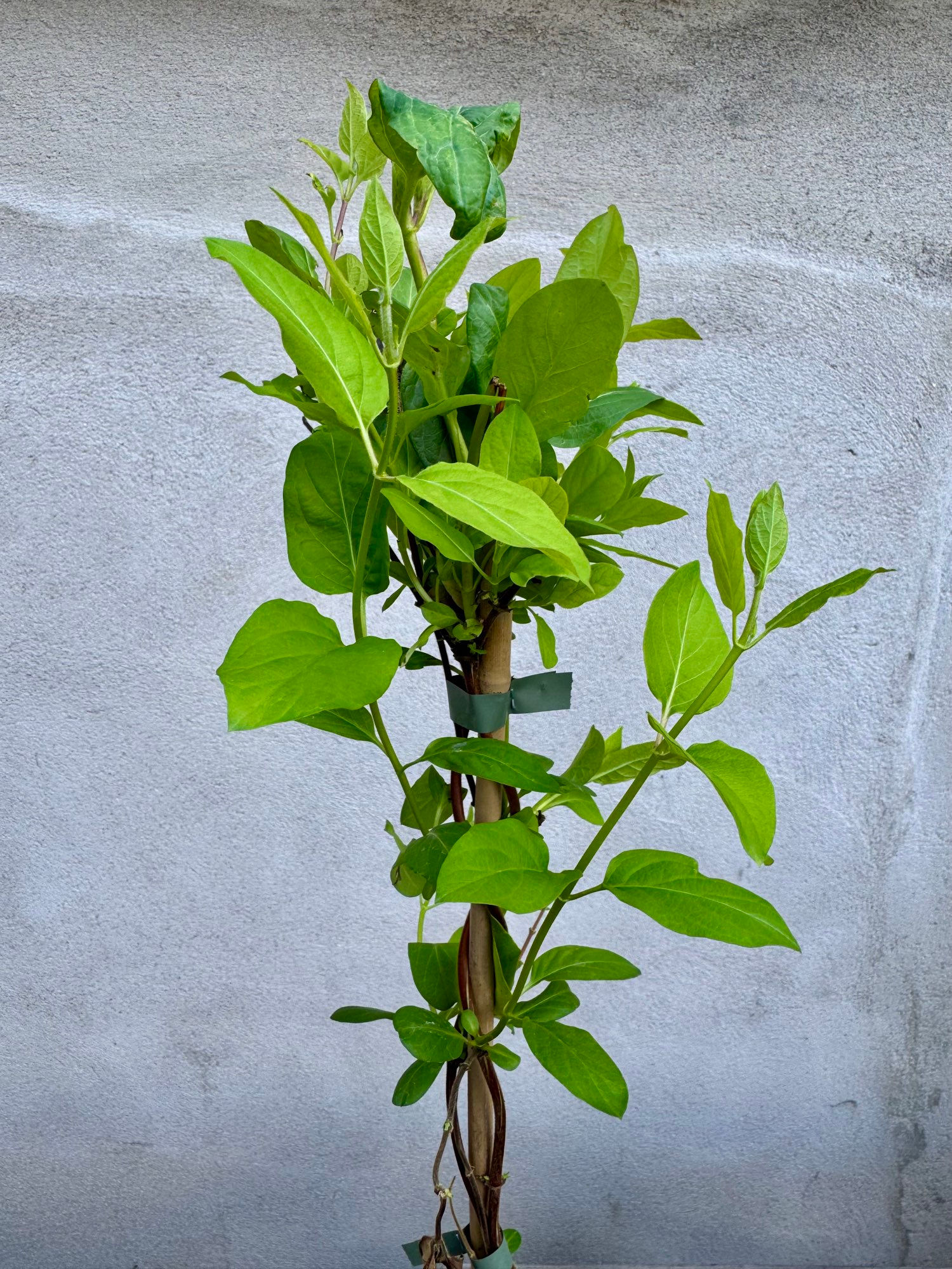 Lonicera Japonica ‘Halliana’ (Yellow Honeysuckle)