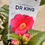 Thumbnail: Camellia Japonica 'Dr King’