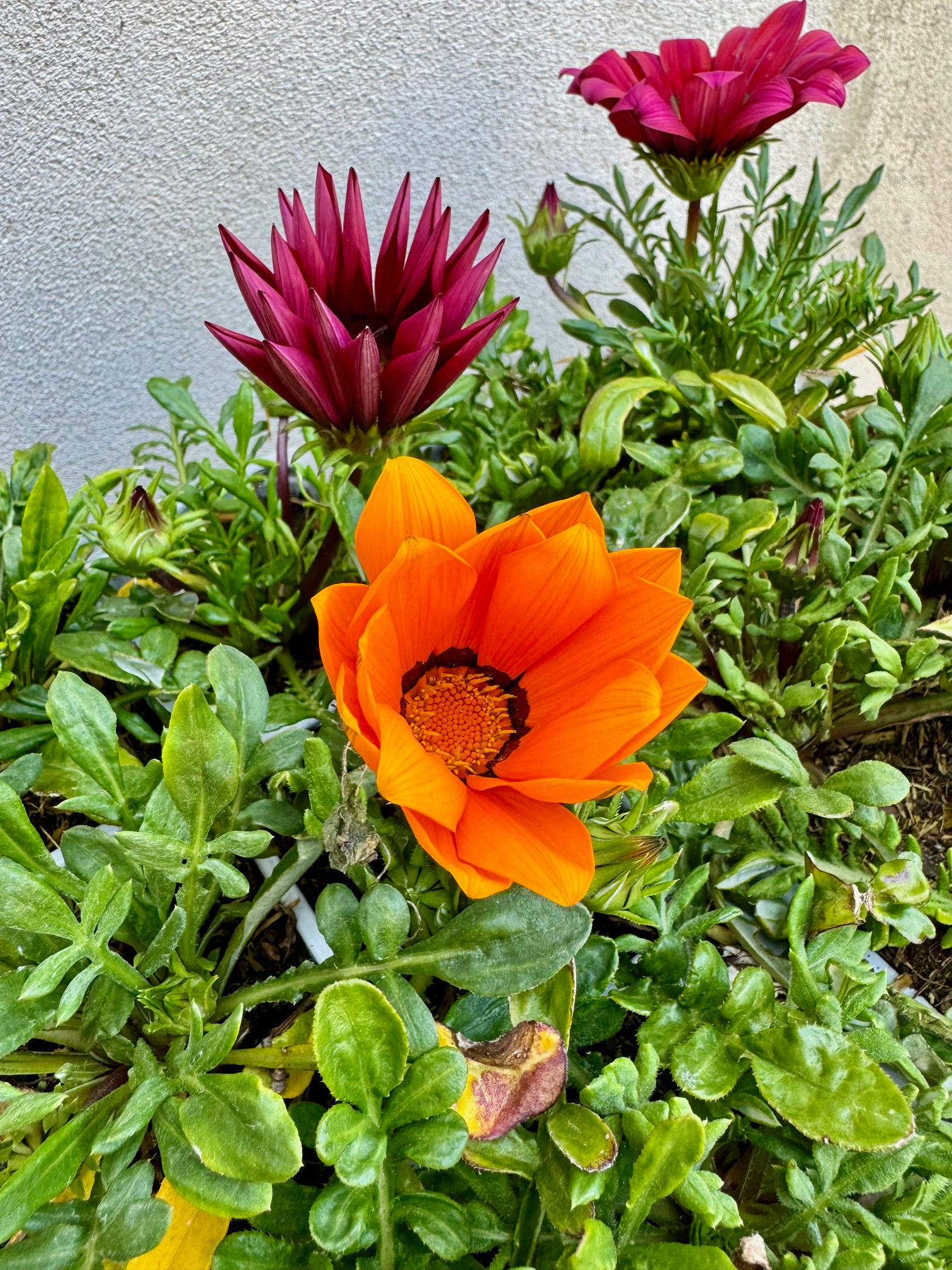 Gazania Mix 6 Pack