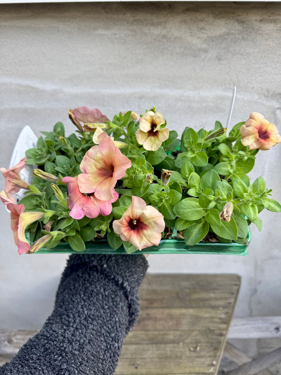Thumbnail: Petunia Trailing Mango Punch