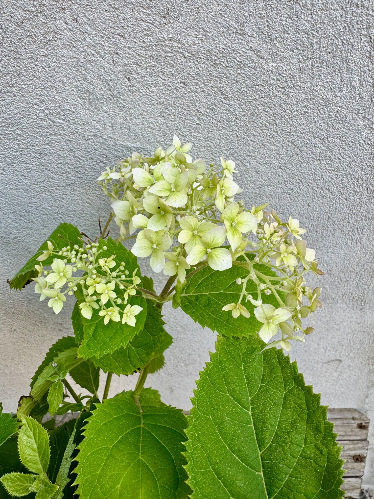 Hydrangea arb. 'BellaRegazza Blanchetta'