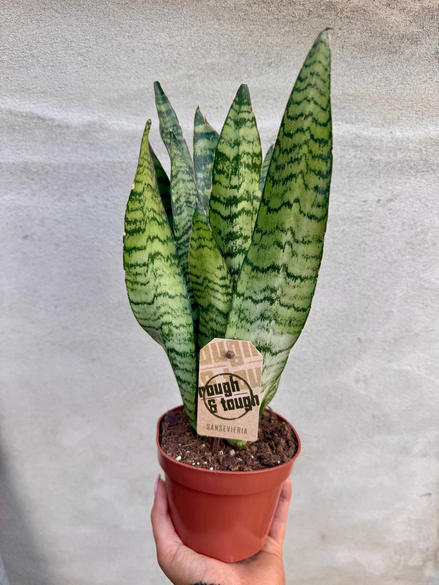 Snake Plant 'Sansevieria Zeylanica'