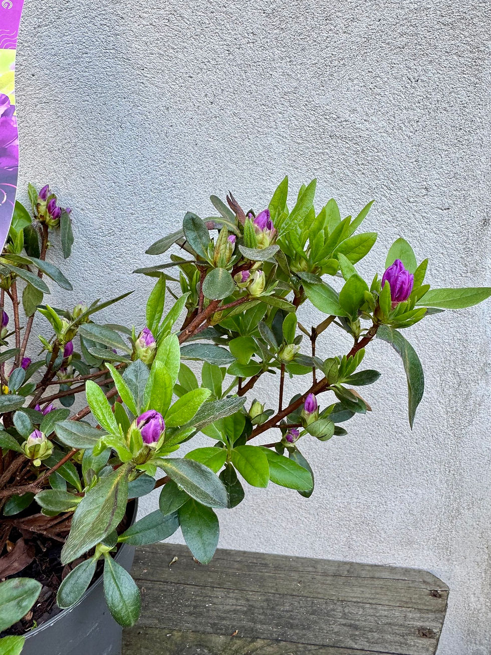 Thumbnail: Azalea Japonica 'Konigstein’