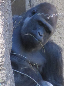 10906339_942044832480163_5575133570381509461_n