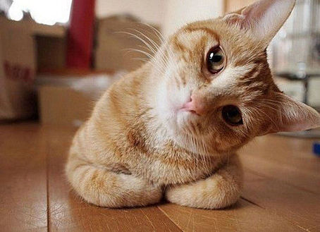 Curiosity killed the cat… wait, really?