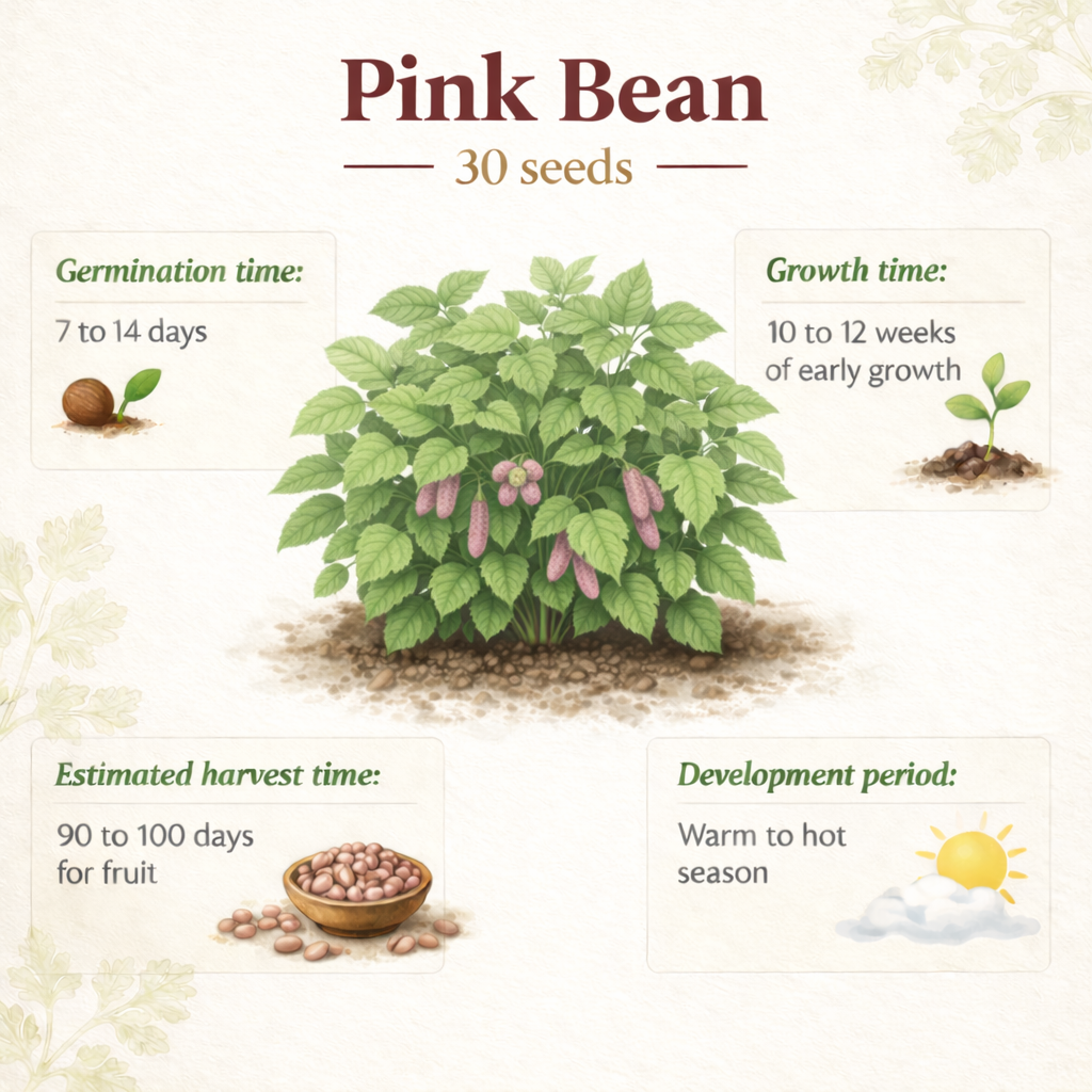 Pink Bean Seeds – 15 Seeds