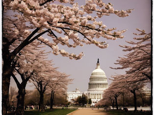 Une Journée Parfaite à Washington, D.C. : Cérémonies de Fleurs de Cerisier, Gastronomie Fine et Divertissements ?Nocturnes