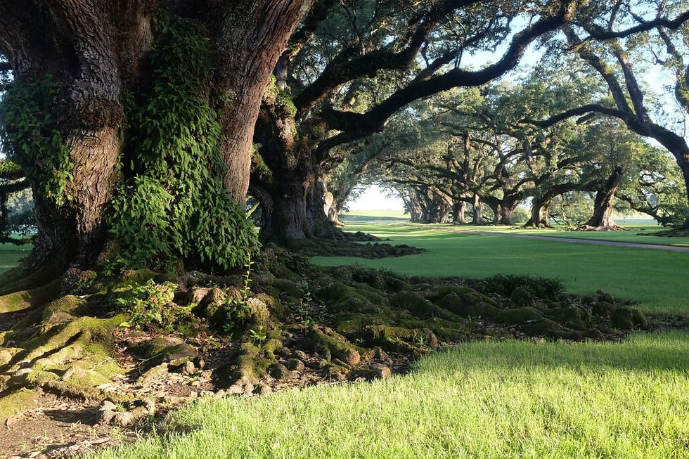 Best spots when visiting New Orleans