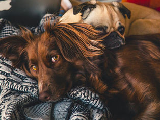 Why Do Americans Give Human Names to Their Dogs and Cats?