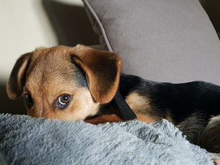 Why Is Your Dog Giving You the Side-Eye? Here’s What It Really Means