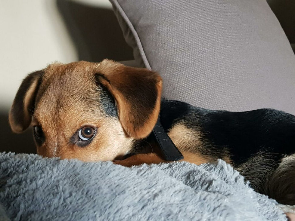 Why Is Your Dog Giving You the Side-Eye? Here’s What It Really Means