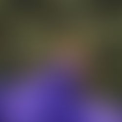 A Crown That Speaks: Fátima Bosch Fernández and the Power of Voice at Miss Universe 2025