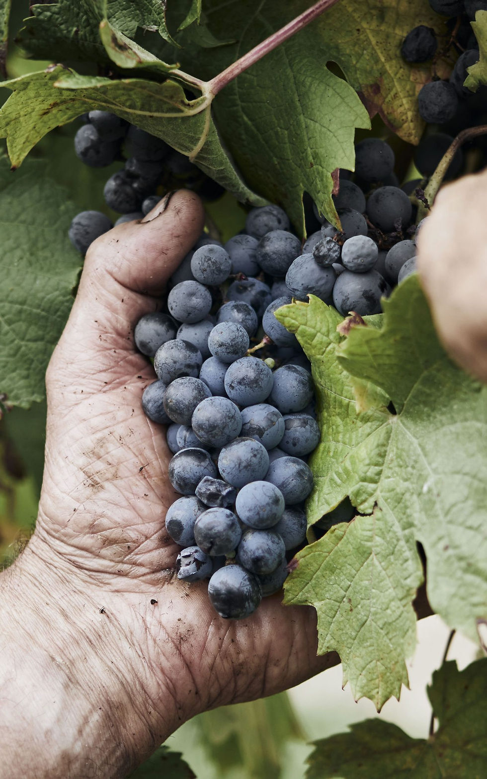 Two Wines, One Grape: The Refosco Story of Friuli