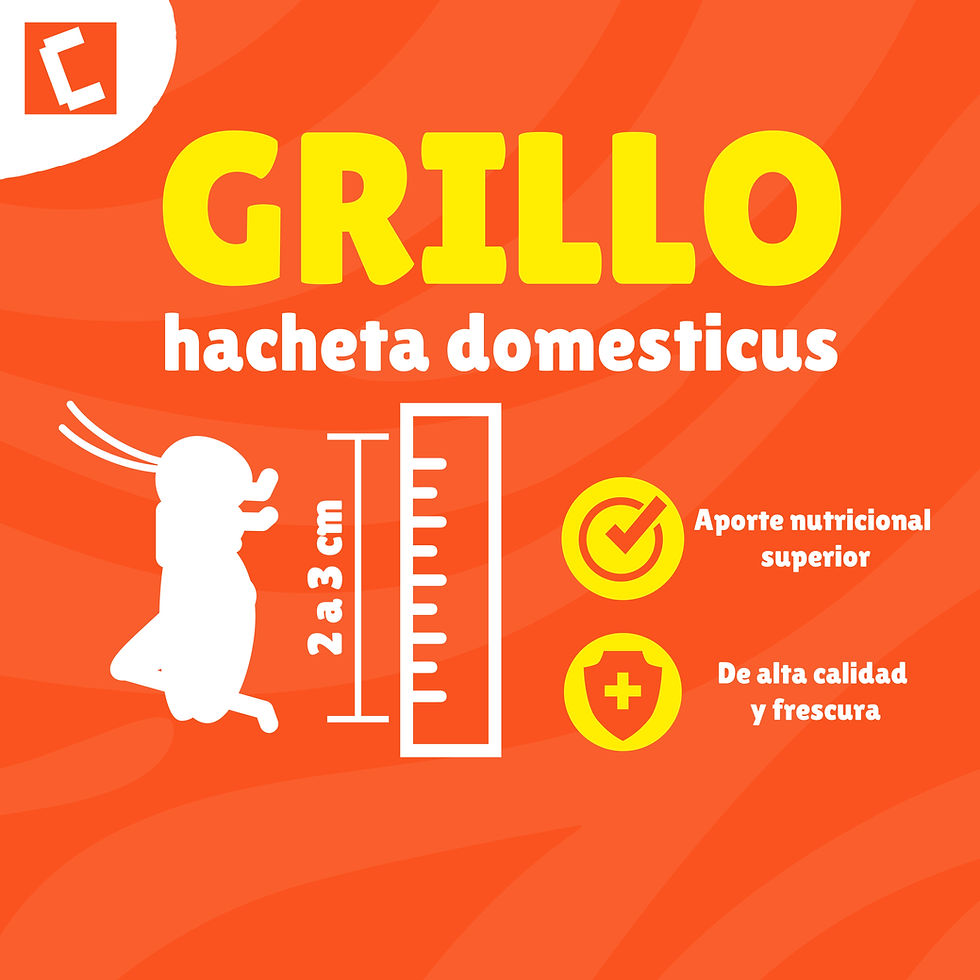 Miniatura: Insectus Grillo (Hacheta Domesticus)