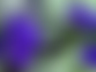 Connection, preemies, and African violets