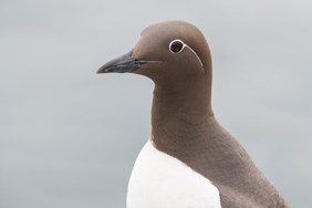 Bridled Guillemot